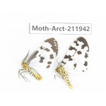 Arctiidae sp. China, Guangxi, Chongzuo, Longzhou county. 2Pcs. Moth-Arct-211942.