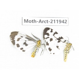Arctiidae sp. China, Guangxi, Chongzuo, Longzhou county. 2Pcs. Moth-Arct-211942.