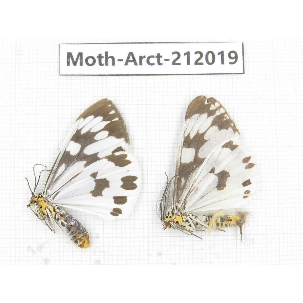 Arctiidae sp. China, Guizhou, Bijie area, Jinsha county. 2Pcs. Moth-Arct-212019.