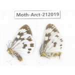 Arctiidae sp. China, Guizhou, Bijie area, Jinsha county. 2Pcs. Moth-Arct-212019.