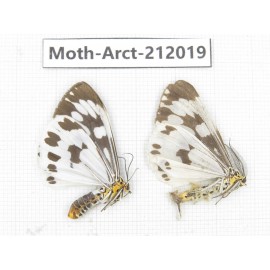 Arctiidae sp. China, Guizhou, Bijie area, Jinsha county. 2Pcs. Moth-Arct-212019.