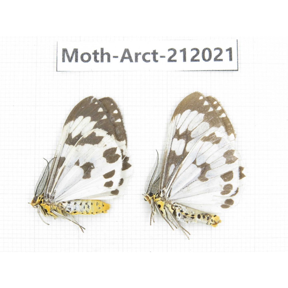 Arctiidae sp. China, Guizhou, Bijie area, Jinsha county. 2Pcs. Moth-Arct-212021.