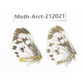 Arctiidae sp. China, Guizhou, Bijie area, Jinsha county. 2Pcs. Moth-Arct-212021.