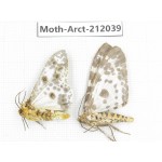 Arctiidae sp. China, Guizhou, Bijie area, Jinsha county. 2Pcs. Moth-Arct-212039.