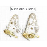 Arctiidae sp. China, Guizhou, Bijie area, Jinsha county. 2Pcs. Moth-Arct-212041.
