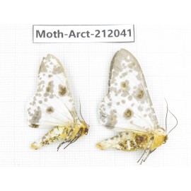 Arctiidae sp. China, Guizhou, Bijie area, Jinsha county. 2Pcs. Moth-Arct-212041.
