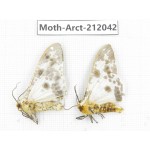 Arctiidae sp. China, Guizhou, Bijie area, Jinsha county. 2Pcs. Moth-Arct-212042.
