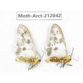 Arctiidae sp. China, Guizhou, Bijie area, Jinsha county. 2Pcs. Moth-Arct-212042.
