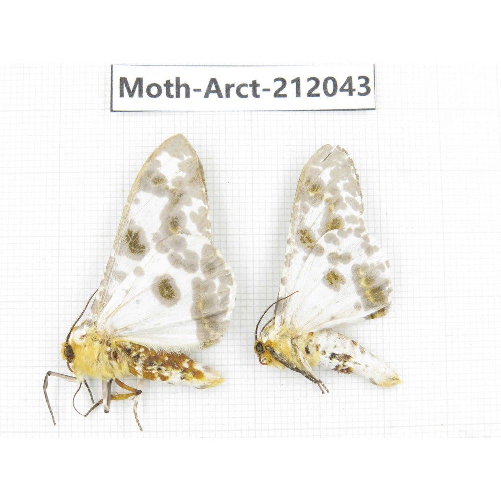 Arctiidae sp. China, Guizhou, Bijie area, Jinsha county. 2Pcs. Moth-Arct-212043.