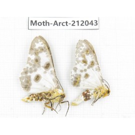Arctiidae sp. China, Guizhou, Bijie area, Jinsha county. 2Pcs. Moth-Arct-212043.