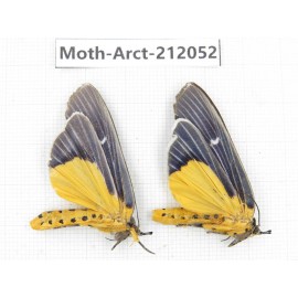 Arctiidae sp. China, Guizhou, Bijie area, Jinsha county. 2Pcs. Moth-Arct-212052.
