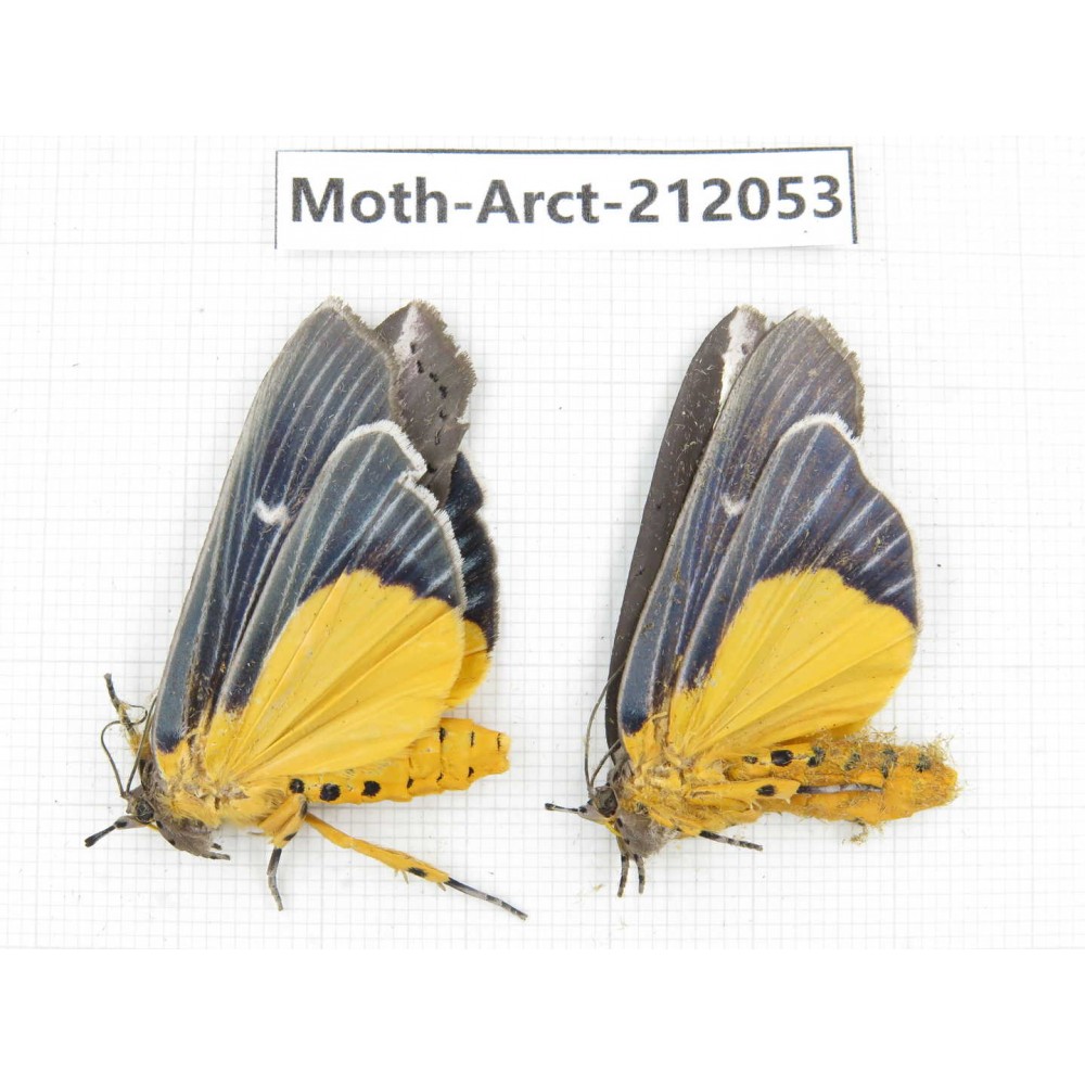Arctiidae sp. China, Guizhou, Bijie area, Jinsha county. 2Pcs. Moth-Arct-212053.