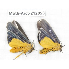 Arctiidae sp. China, Guizhou, Bijie area, Jinsha county. 2Pcs. Moth-Arct-212053.