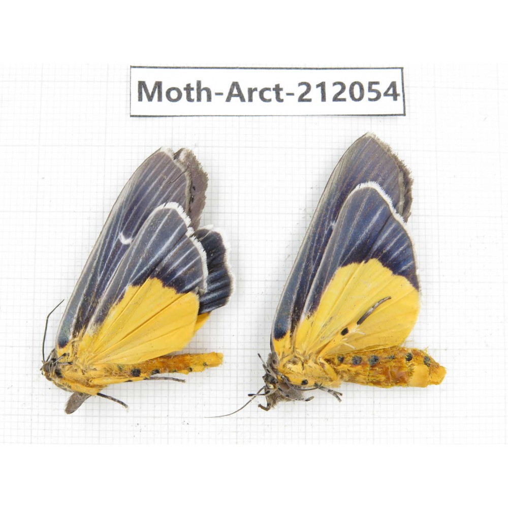 Arctiidae sp. China, Guizhou, Bijie area, Jinsha county. 2Pcs. Moth-Arct-212054.