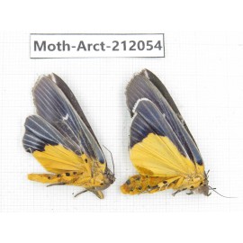 Arctiidae sp. China, Guizhou, Bijie area, Jinsha county. 2Pcs. Moth-Arct-212054.