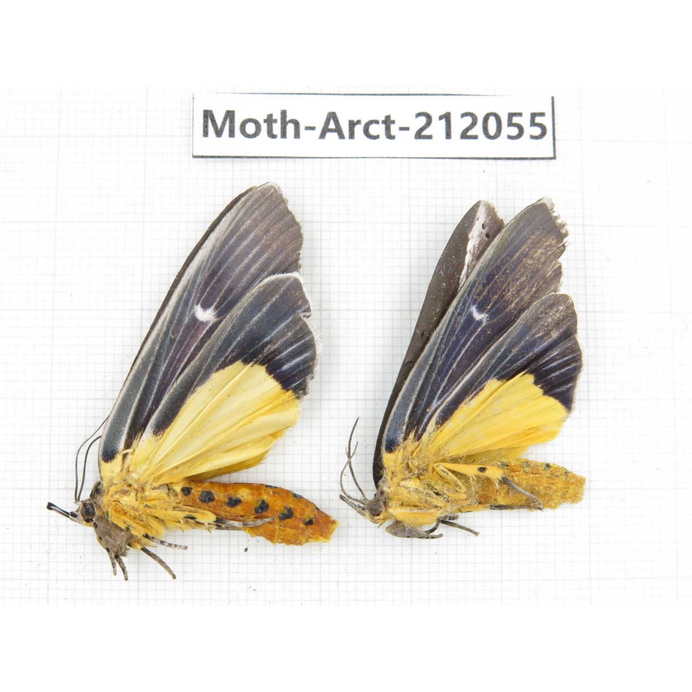 Arctiidae sp. China, Guizhou, Bijie area, Jinsha county. 2Pcs. Moth-Arct-212055.