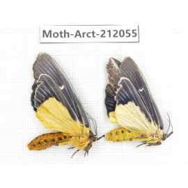 Arctiidae sp. China, Guizhou, Bijie area, Jinsha county. 2Pcs. Moth-Arct-212055.