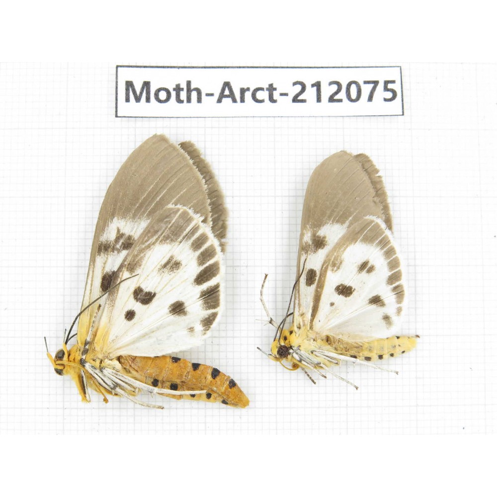 Arctiidae sp. China, Guizhou, Bijie area, Jinsha county. 2Pcs. Moth-Arct-212075.