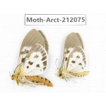 Arctiidae sp. China, Guizhou, Bijie area, Jinsha county. 2Pcs. Moth-Arct-212075.