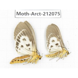 Arctiidae sp. China, Guizhou, Bijie area, Jinsha county. 2Pcs. Moth-Arct-212075.