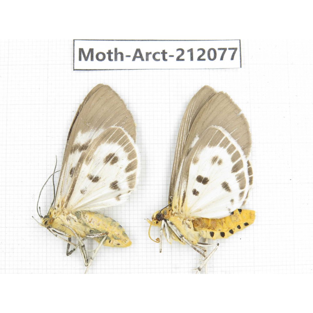 Arctiidae sp. China, Guizhou, Bijie area, Jinsha county. 2Pcs. Moth-Arct-212077.