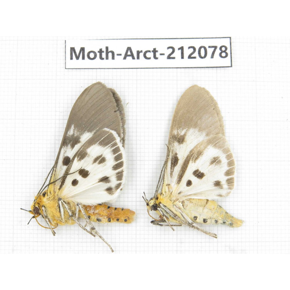 Arctiidae sp. China, Guizhou, Bijie area, Jinsha county. 2Pcs. Moth-Arct-212078.