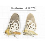 Arctiidae sp. China, Guizhou, Bijie area, Jinsha county. 2Pcs. Moth-Arct-212078.