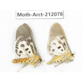 Arctiidae sp. China, Guizhou, Bijie area, Jinsha county. 2Pcs. Moth-Arct-212078.