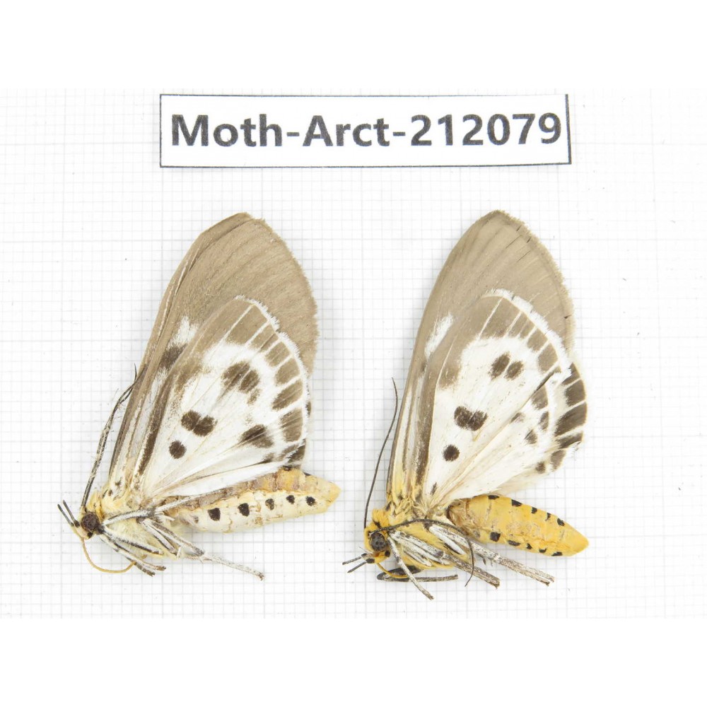 Arctiidae sp. China, Guizhou, Bijie area, Jinsha county. 2Pcs. Moth-Arct-212079.