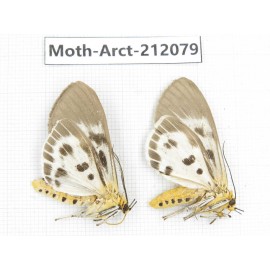 Arctiidae sp. China, Guizhou, Bijie area, Jinsha county. 2Pcs. Moth-Arct-212079.