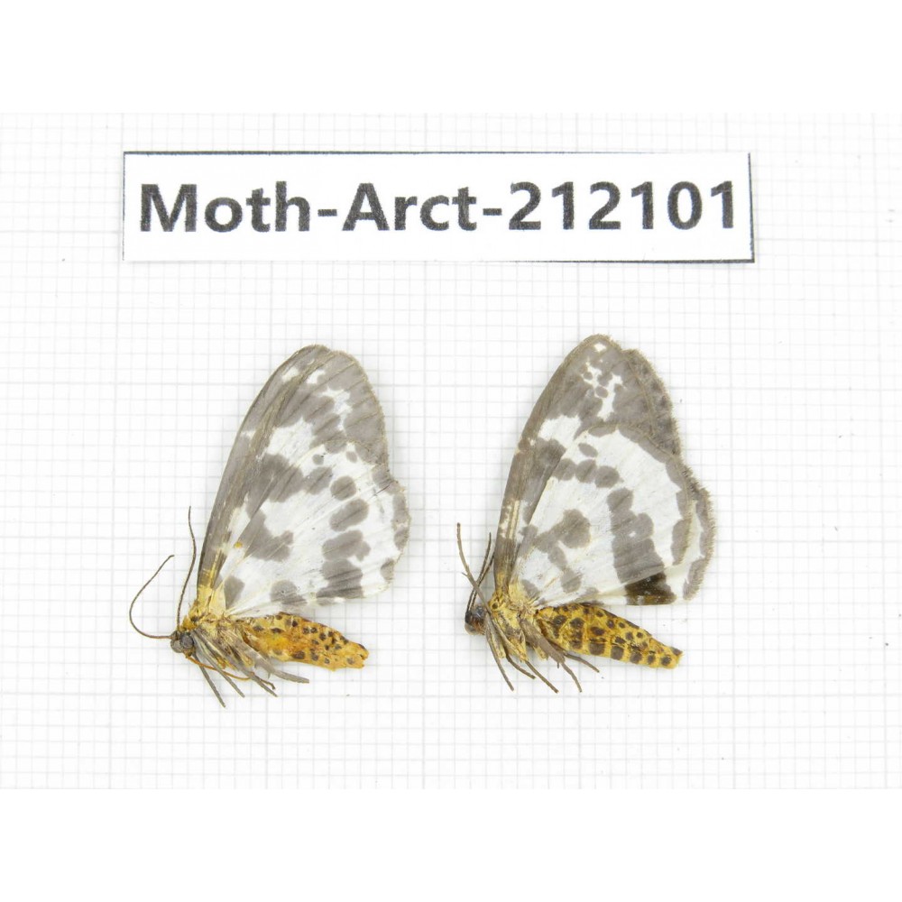 Arctiidae sp. China, Guizhou, Bijie area, Jinsha county. 2Pcs. Moth-Arct-212101.