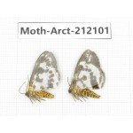Arctiidae sp. China, Guizhou, Bijie area, Jinsha county. 2Pcs. Moth-Arct-212101.
