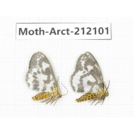 Arctiidae sp. China, Guizhou, Bijie area, Jinsha county. 2Pcs. Moth-Arct-212101.