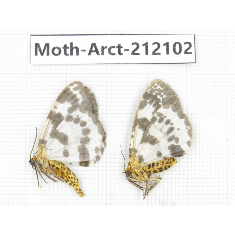 Arctiidae sp. China, Guizhou, Bijie area, Jinsha county. 2Pcs. Moth-Arct-212102.