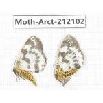Arctiidae sp. China, Guizhou, Bijie area, Jinsha county. 2Pcs. Moth-Arct-212102.