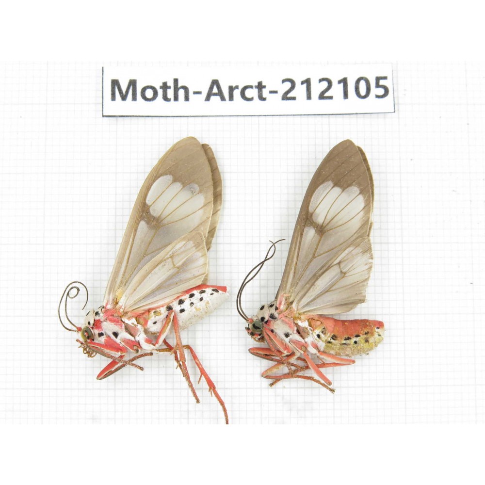 Arctiidae sp. China, Guizhou, Bijie area, Jinsha county. 2Pcs. Moth-Arct-212105.