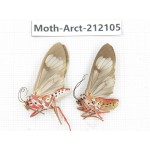Arctiidae sp. China, Guizhou, Bijie area, Jinsha county. 2Pcs. Moth-Arct-212105.