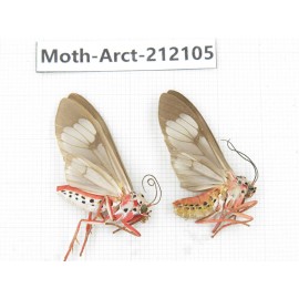 Arctiidae sp. China, Guizhou, Bijie area, Jinsha county. 2Pcs. Moth-Arct-212105.