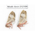 Arctiidae sp. China, Guizhou, Bijie area, Jinsha county. 2Pcs. Moth-Arct-212106.