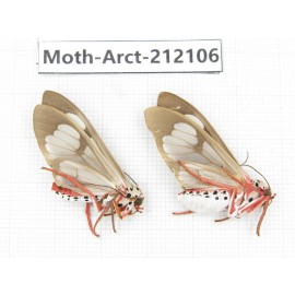Arctiidae sp. China, Guizhou, Bijie area, Jinsha county. 2Pcs. Moth-Arct-212106.