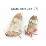 Arctiidae sp. China, Guizhou, Bijie area, Jinsha county. 2Pcs. Moth-Arct-212107.