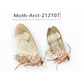 Arctiidae sp. China, Guizhou, Bijie area, Jinsha county. 2Pcs. Moth-Arct-212107.