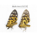 Arctiidae sp. China, Guizhou, Bijie area, Jinsha county. 2Pcs. Moth-Arct-212118.