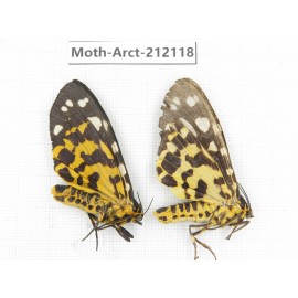 Arctiidae sp. China, Guizhou, Bijie area, Jinsha county. 2Pcs. Moth-Arct-212118.