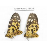 Arctiidae sp. China, Guizhou, Bijie area, Jinsha county. 2Pcs. Moth-Arct-212120.
