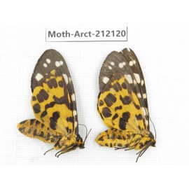 Arctiidae sp. China, Guizhou, Bijie area, Jinsha county. 2Pcs. Moth-Arct-212120.