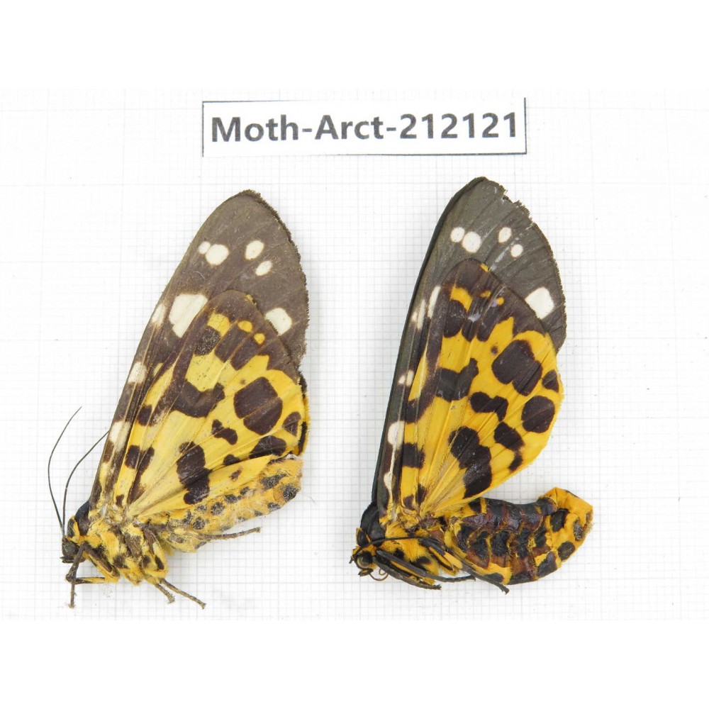 Arctiidae sp. China, Guizhou, Bijie area, Jinsha county. 2Pcs. Moth-Arct-212121.