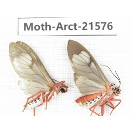 Arctiidae sp. China, Guizhou, Qiandongnan area, Congjiang county. 2Pcs. Moth-Arct-21576.