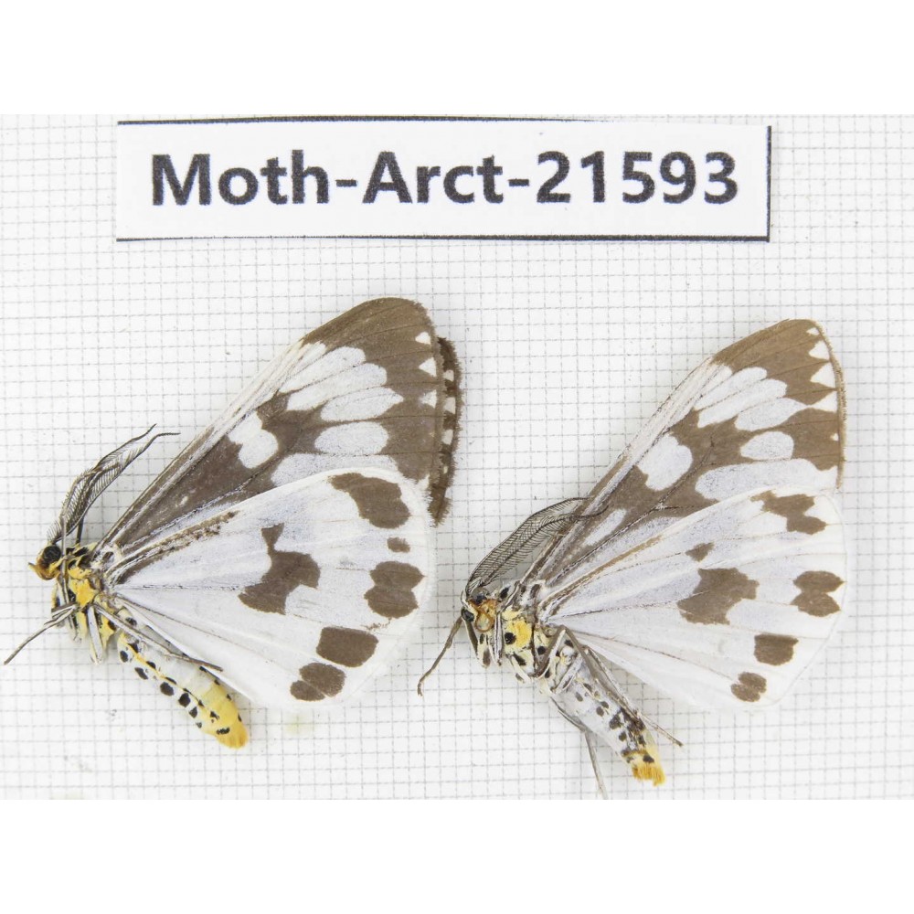Arctiidae sp. China, Guizhou, Qiandongnan area, Congjiang county. 2Pcs. Moth-Arct-21593.