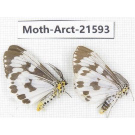 Arctiidae sp. China, Guizhou, Qiandongnan area, Congjiang county. 2Pcs. Moth-Arct-21593.